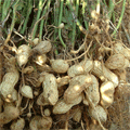 產(chǎn)品圖片4